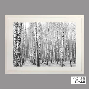 Monochrome Trees - Picture Framer Perth
