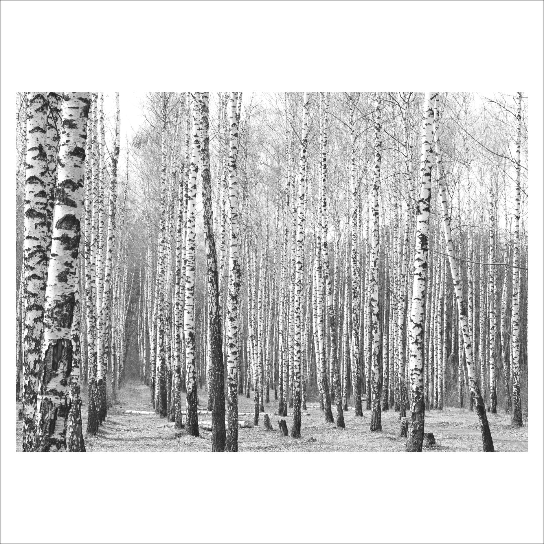 Black and White Trees - Photographic Poster print - Picture Framer Perth