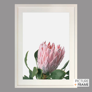Subtle Protea - Picture Framer Perth
