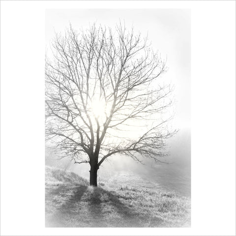 Tree Light - Photographic Poster print - Picture Framer Perth